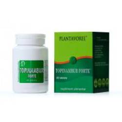 Topinambur 40tbl PLANTAVOREL
