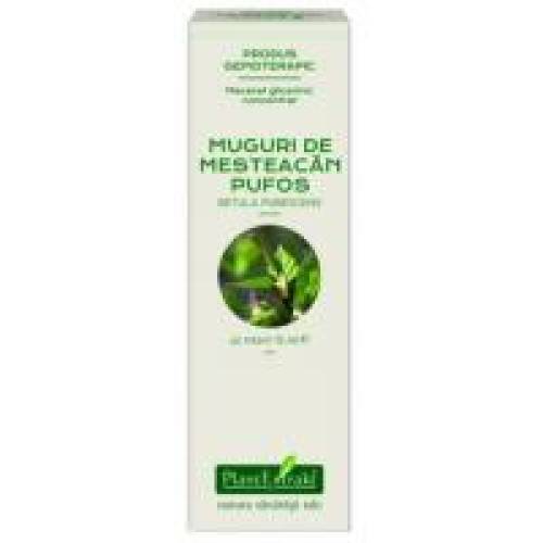 Extract concentrat din muguri de mesteacan pufos - betula pubescens mg 15ml PLANTEXTRAKT