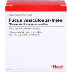 Fucus Vesiculosus Injeel Ampullen 10 St