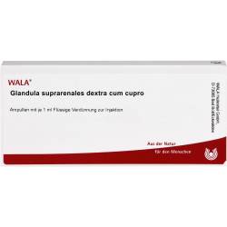 Glandula Suprarenales dextra cum Cupro Ampullen 10 ml