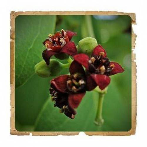 Pudra de lemn de santal, 100g - Le Erbe de Janas