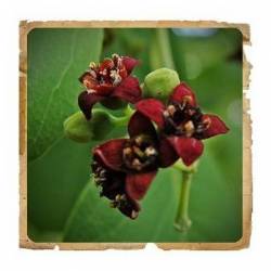 Pudra de lemn de santal, 100g - Le Erbe de Janas