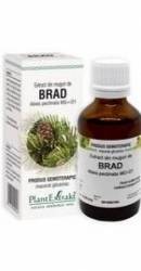 BRAD - muguri - gemoderivat - 50ml - PlantExtrakt