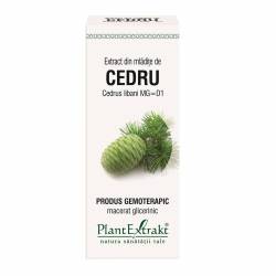 CEDRU - mladite - gemoderivat - 50ml - PlantExtrakt