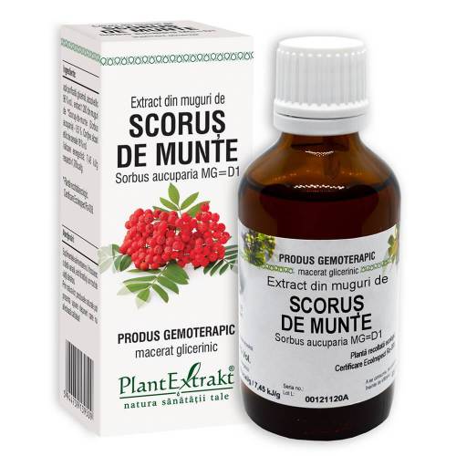 SCORUS DE MUNTE - muguri - gemoderivat, 50ml, PlantExtrakt