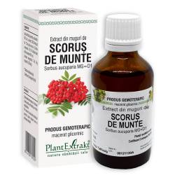 SCORUS DE MUNTE - muguri - gemoderivat, 50ml, PlantExtrakt