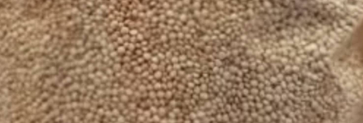 Quinoa 300g - Phytopharm