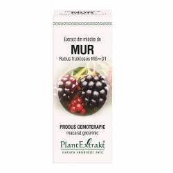 MUR - mladite - gemoderivat  - 50ml - PlantExtrakt