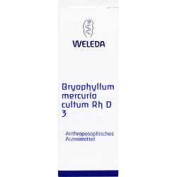 Bryophyllum Mercurio cultum Rh D 3 Dilution 20 ml