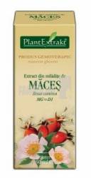 Extract din mladite de Maces 50 ml